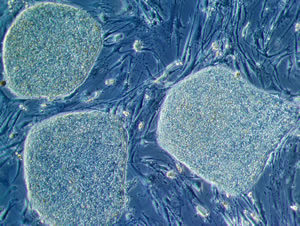 stem cell image